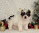 Toy Poodle Puppies for sale in Texas St, Fairfield, CA 94533, USA. price: NA