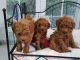Toy Poodle Puppies for sale in Califa St, Los Angeles, CA 91601, USA. price: NA