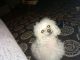 Toy Poodle Puppies for sale in Tulsa, OK, USA. price: $700