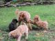 Toy Poodle Puppies for sale in Kane, PA 16735, USA. price: NA