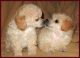 Toy Poodle Puppies for sale in California St, San Francisco, CA, USA. price: $350