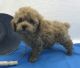 Toy Poodle Puppies for sale in Springfield, MO, USA. price: NA