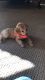 Toy Poodle Puppies for sale in Salem, OR, USA. price: $580