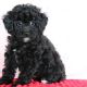 Toy Poodle Puppies for sale in Canton, OH, USA. price: $750
