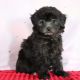 Toy Poodle Puppies for sale in Canton, OH, USA. price: $750