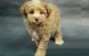 Toy Poodle Puppies for sale in Ann Arbor, MI, USA. price: NA