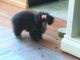 Toy Poodle Puppies for sale in Tulsa, OK, USA. price: $600
