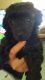 Toy Poodle Puppies for sale in Kinston, NC, USA. price: $700