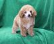 Toy Poodle Puppies for sale in Dallas, TX, USA. price: $350