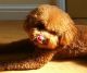 Toy Poodle Puppies for sale in Sherard, MS 38669, USA. price: NA