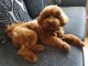 Toy Poodle Puppies for sale in Sherard, MS 38669, USA. price: NA