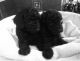 Toy Poodle Puppies for sale in Point Pleasant Beach, NJ 08742, USA. price: NA