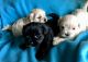 Toy Poodle Puppies for sale in Morriston, FL 32668, USA. price: $650