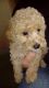 Toy Poodle Puppies for sale in 15201 San Pedro Ave, San Antonio, TX 78232, USA. price: NA