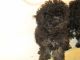 Toy Poodle Puppies for sale in Sarahsville, OH, USA. price: NA
