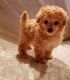 Toy Poodle Puppies for sale in US Hwy 19 N, Pinellas Park, FL, USA. price: NA