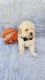 Toy Poodle Puppies for sale in Boca Raton, FL, USA. price: $1,400