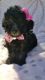 Toy Poodle Puppies for sale in Boca Raton, FL, USA. price: $1,500