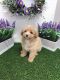 Toy Poodle Puppies for sale in Las Vegas, NV 89178, USA. price: $1,500