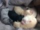 Toy Poodle Puppies for sale in Vassar, MI 48768, USA. price: NA