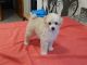 Toy Poodle Puppies for sale in Zephyrhills, FL, USA. price: NA