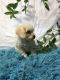 Toy Poodle Puppies for sale in Broxton, GA 31519, USA. price: NA