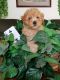 Toy Poodle Puppies for sale in New Bloomfield, MO 65063, USA. price: NA