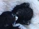 Toy Poodle Puppies for sale in Climax, MI 49034, USA. price: NA