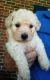 Toy Poodle Puppies for sale in Seneca, SC, USA. price: $950