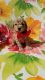 Toy Poodle Puppies for sale in Boca Raton, FL, USA. price: $1,500