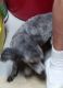 Toy Poodle Puppies for sale in Jeddo, MI 48032, USA. price: NA