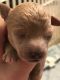 Toy Poodle Puppies for sale in Sumter, SC, USA. price: NA