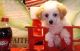 Toy Poodle Puppies for sale in Louisville, KY, USA. price: $650