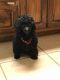 Toy Poodle Puppies for sale in Carlisle, PA 17013, USA. price: NA