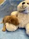 Toy Poodle Puppies for sale in Morehead, KY 40351, USA. price: $1,200