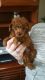 Toy Poodle Puppies for sale in Visalia, CA, USA. price: $600