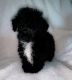 Toy Poodle Puppies for sale in Kinston, NC 28501, USA. price: $750