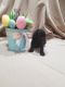 Toy Poodle Puppies for sale in Montgomery, TX, USA. price: NA