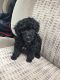 Toy Poodle Puppies for sale in Pomeroy, OH, USA. price: NA