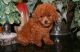 Toy Poodle Puppies for sale in Oklahoma City, OK, USA. price: $500