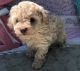 Toy Poodle Puppies for sale in Long Beach, CA, USA. price: NA