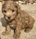 Toy Poodle Puppies for sale in Worcester, MA, USA. price: NA