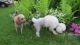 Toy Poodle Puppies for sale in Warren Center, PA 18851, USA. price: NA