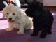 Toy Poodle Puppies for sale in Pennsylvania Turnpike, Pennsylvania, USA. price: NA