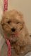 Toy Poodle Puppies for sale in Philadelphia, PA, USA. price: $900