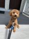 Toy Poodle Puppies for sale in West Haven, CT 06516, USA. price: NA