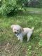 Toy Poodle Puppies for sale in East Hartford, CT, USA. price: $650