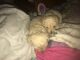 Toy Poodle Puppies for sale in 118 W Mechanic St, Frostburg, MD 21532, USA. price: $700
