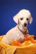 Toy Poodle Puppies for sale in Clackamas, OR, USA. price: NA