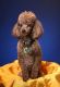 Toy Poodle Puppies for sale in Clackamas, OR, USA. price: $300